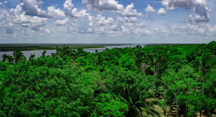 Fototapeta na wymiar Jungle View from atop the High Temple , Laminai Site, Belize