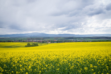 Obraz premium Rapsfeld im Harz bei Osterwieck