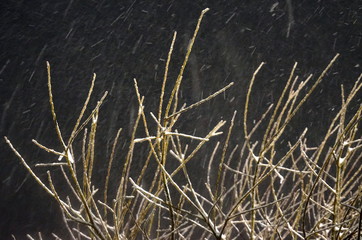 Kahle Äste im Schneefall