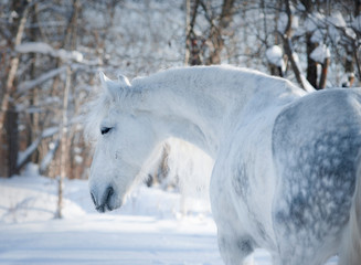 Fototapeta na wymiar grey dappled horse winter portrait