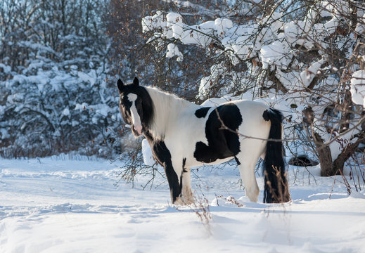 black and white paint irish cob or tinker runs free in winter meadow portrait