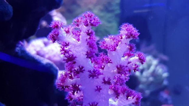 Carnation Tree Coral (Dendronephthya sp.)
