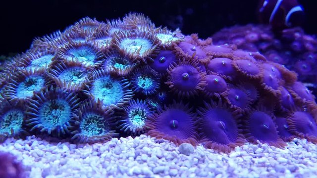 Colorfull zoa polyps colony in reef aquarium 