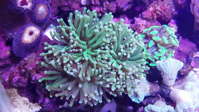 4K video of Euphyllia sp. LPS coral in reef aquarium tank