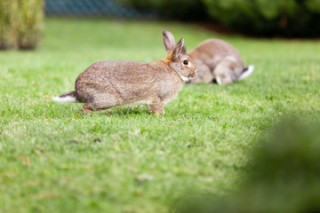 Rabbit in lawn