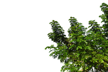 Green leaf isolated on white background.