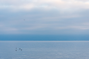 Fototapeta na wymiar Beautiful tranquil background of misty, cloudy twilight sky over lake Geneva, in Lausanne ,Switzerland with four swan or birds swim on the lake.