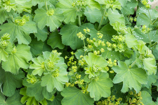 Alchemilla vulgaris - common lady's mantle plant with flowers and leaves