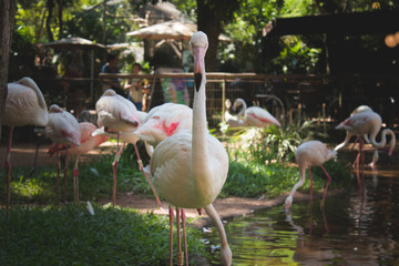 flamingo in zoo