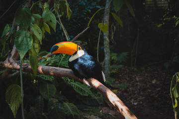 toucan on a branch