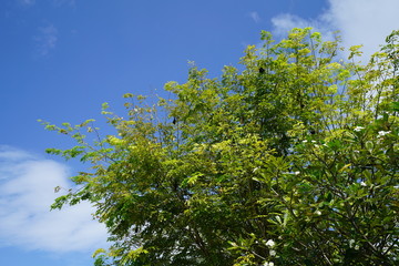 Lush tropical foliage in Kamadhoo, Maldives