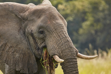 Murchison Falls Wildlife