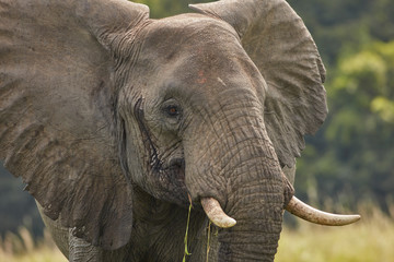 Murchison Falls Wildlife