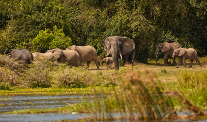 Fototapeta premium Murchison Falls Wildlife