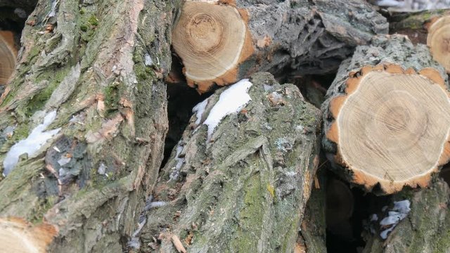 Many of felled tree trunks lying in row
