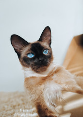 A beautiful Siamese cat with blue eyes. A mysterious look. Funny big ears.