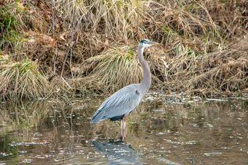 great blue heron
