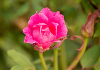 pink rose in the garden