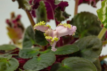Top view of a gorgeous violets flower isolated against a background of green leaves. Beautiful nature backgrounds.