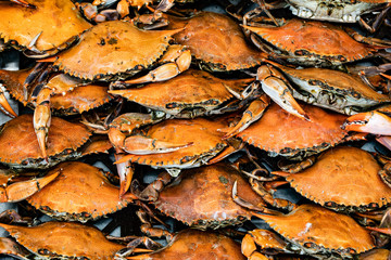 Red crabs in displayed in rows