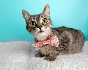 Cat Wearing Bow Tie on White Blanket 