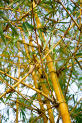 Yellow Bamboo Tree