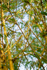 Yellow Bamboo Tree