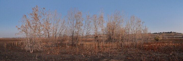 Views from the Cradleboard Trail walking path on the Carolyn Holmberg Preserve in Broomfield Colorado surrounded by Cattails, wildlife, plains and Rocky mountain landscape during fall close to winter.