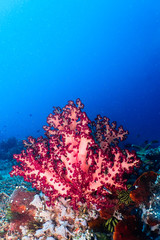 Purple soft coral