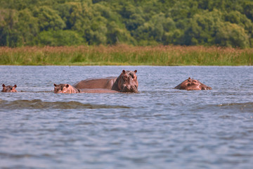Fototapeta premium Murchison Falls Wildlife