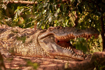 Obraz premium Murchison Falls Wildlife