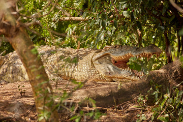 Obraz premium Murchison Falls Wildlife