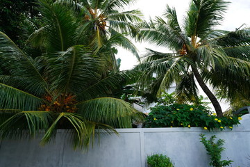 Fototapeta na wymiar Palm trees in Kamadhoo, Maldives