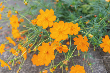 道端のキバナコスモス