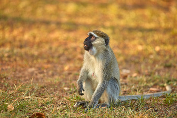 Murchison Falls Primates