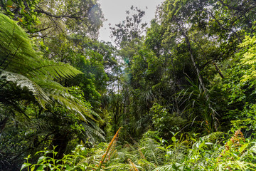 Waipoua Forest, New Zealand