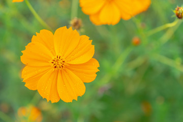 道端のキバナコスモス