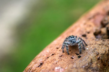 Hyllus diardi ,jumping spiders in the garden