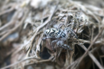 Hyllus diardi ,jumping spiders in the garden