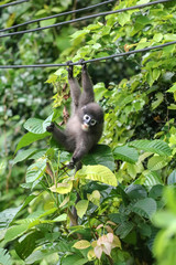 Little wild animals,Leaf monkey or Dusky langur  swing on the cables and reach hand