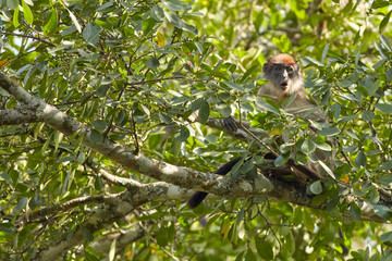 Kibale Primates