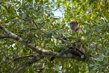 Kibale Primates