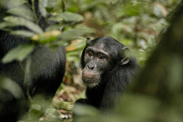 Kibale Chimps