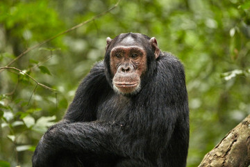 Kibale Chimps