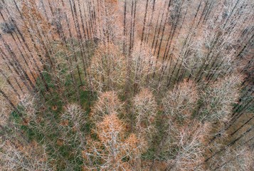 The winter forest looks like a painting
