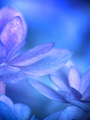 Blue and purple hydrangea flowers extreme close up