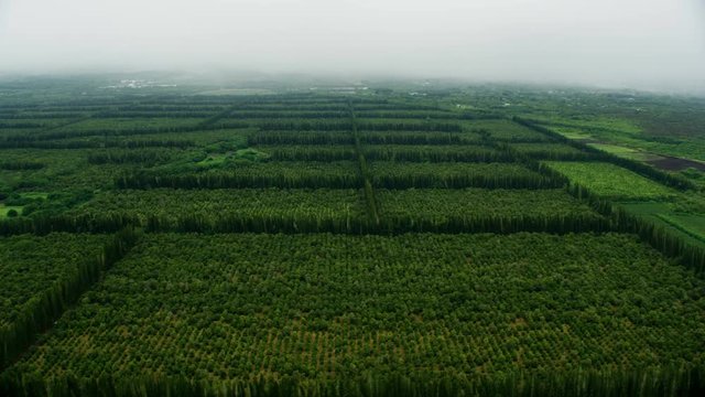 Aerial view Macadamia nut trees farming crop Hawaii