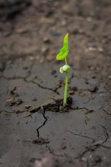 New life of trees by germination of seedlings on stumps.