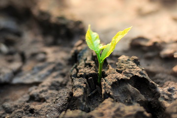 New life of trees by germination of seedlings on stumps.