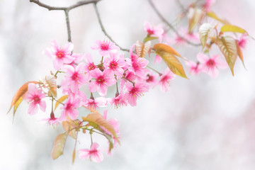 plum flowers on a white background - 243068101